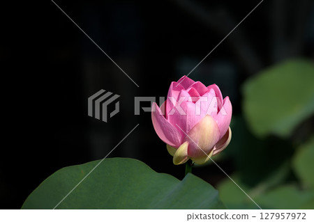 Pure lotus flowers that color the early morning of early summer 127957972