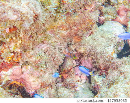 A beautiful school of juvenile rhinoceros fish (family Labridae) and others. Hirizohama Nakagi Minamiizu Town Izu Peninsula Shizuoka Prefecture 2024 A beautiful school of juvenile rhinoceros fish (family Labridae) and others. Hirizohama Nakagi Minamiizu Town Izu Peninsula Shizuoka Prefecture 2024 127958085