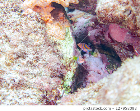 A beautiful school of juvenile rhinoceros fish (family Labridae) and others. Hirizohama Nakagi Minamiizu Town Izu Peninsula Shizuoka Prefecture 2024 127958098