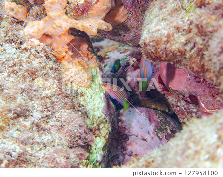 A beautiful school of juvenile rhinoceros fish (family Labridae) and others. Hirizohama Nakagi Minamiizu Town Izu Peninsula Shizuoka Prefecture 2024 A beautiful school of juvenile rhinoceros fish (family Labridae) and others. Hirizohama Nakagi Minamiizu Town Izu Peninsula Shizuoka Prefecture 2024 127958100