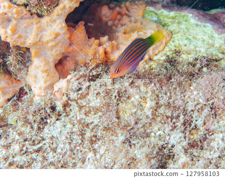 一群美麗的幼年犀牛魚（唇魚科）和其他魚。靜岡縣伊豆半島南伊豆町Hirizohama Nakagi 2024 127958103