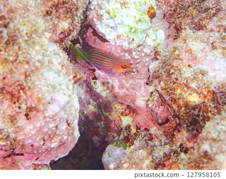 一群美麗的幼年犀牛魚（唇魚科）和其他魚。靜岡縣伊豆半島南伊豆町Hirizohama Nakagi 2024 127958105