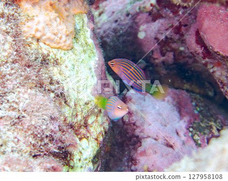A beautiful school of juvenile rhinoceros fish (family Labridae) and others. Hirizohama Nakagi Minamiizu Town Izu Peninsula Shizuoka Prefecture 2024 127958108