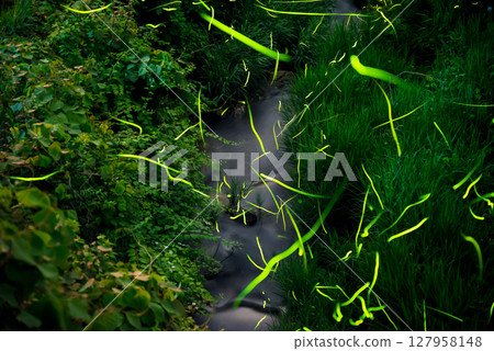 Fireflies dancing in the clear stream 127958148
