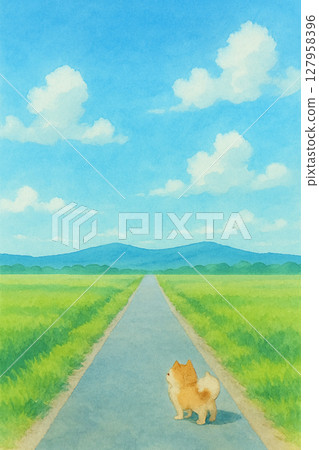 一隻柴犬穿過稻田 127958396