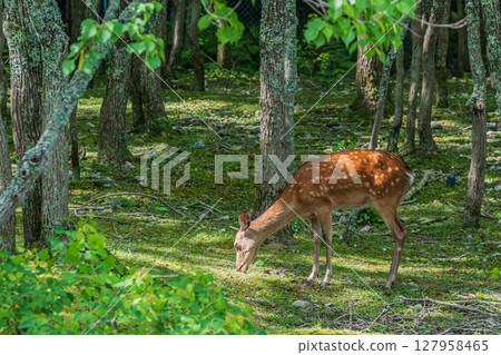 奈良公園荒木池公園的森林裡，一隻母鹿正在吃草 127958465