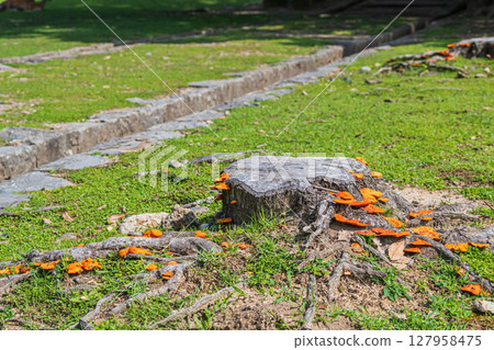 Mushrooms growing on a stump (Hirotake) at Araki Pond in Nara Park Mushrooms growing on a stump (Hirotake) at Araki Pond in Nara Park 127958475