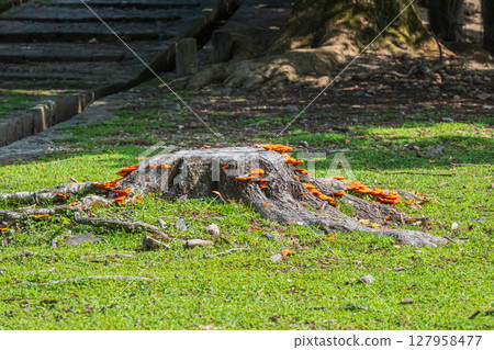 Mushrooms growing on a stump (Hirotake) at Araki Pond in Nara Park Mushrooms growing on a stump (Hirotake) at Araki Pond in Nara Park 127958477