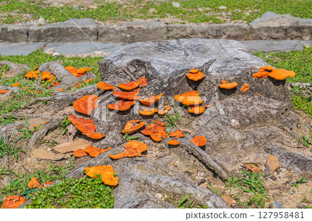 Mushrooms growing on a stump (Hirotake) at Araki Pond in Nara Park 127958481