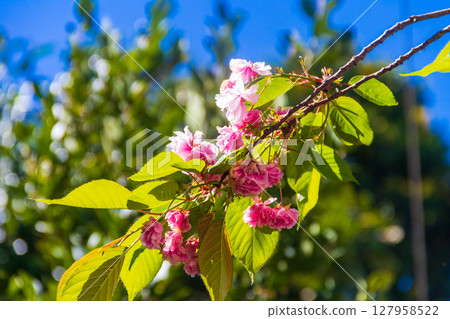 Detail of pink flowering Japanese cherry tree - Sakura Detail of pink flowering Japanese cherry tree - Sakura 127958522