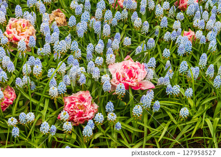 Flowerbed with pink tulips and blue muscari or grape hyacinths in Keukenhof tulip garden in Lisse, Netherlands Flowerbed with pink tulips and blue muscari or grape hyacinths in Keukenhof tulip garden in Lisse, Netherlands 127958527