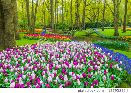 Scenic view of Keukenhof tulip garden in Lisse, Netherlands. Keukenhof is the most beautiful spring garden in the world. Beautiful ornamental garden landscape at Lisse, Netherlands 127958534