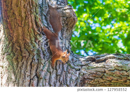 Red squirrel or Eurasian red squirrel (Sciurus vulgaris) on a tree Red squirrel or Eurasian red squirrel (Sciurus vulgaris) on a tree 127958552