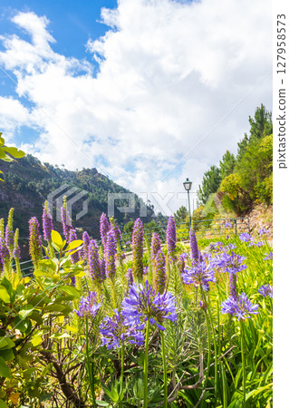 Purple flowers Pride of Madeira (Echium candicans) and Common agapanthus (Agapanthus praecox), also known as blue lily, African lily, or lily of the Nile in mountains of Madeira island, Portugal 127958573