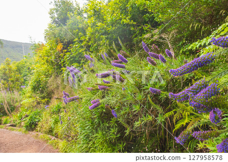 Purple flowers Pride of Madeira (Echium candicans) 127958578