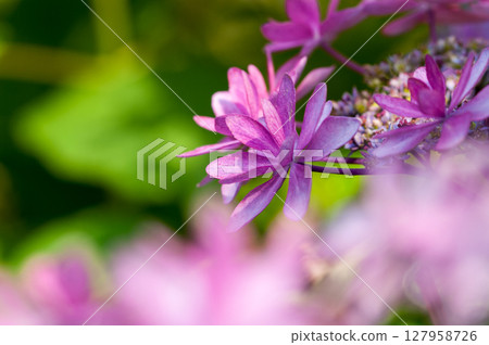 Purple hydrangea 127958726