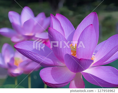 一朵美麗的蓮花 127958962