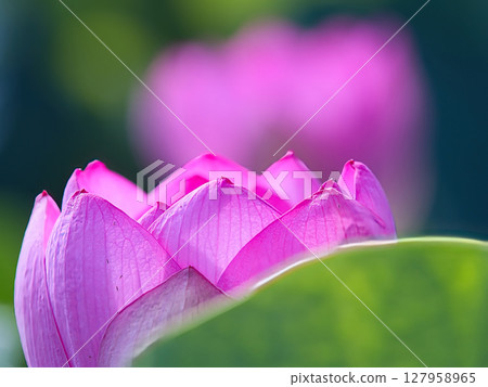 蓮花，純潔的花 127958965