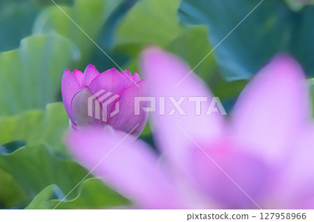 A beautiful lotus flower A beautiful lotus flower 127958966