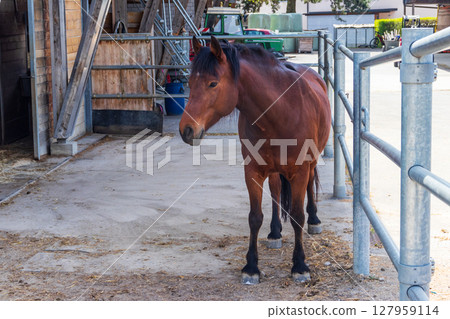 Brown horse standing in a stable at farm 127959114