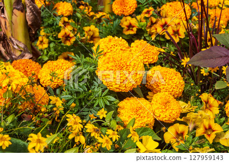 Mexican marigolds (Tagetes erecta, Aztec marigold) on flowerbed 127959143