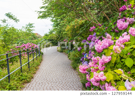 Beautiful blooming blue and purple Hydrangea or Hortensia flowers (Hydrangea macrophylla) on the island of flowers Mainau on Lake Constance, Germany Beautiful blooming blue and purple Hydrangea or Hortensia flowers (Hydrangea macrophylla) on the island of flowers Mainau on Lake Constance, Germany 127959144