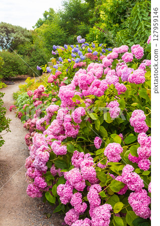 Beautiful blooming blue and purple Hydrangea or Hortensia flowers (Hydrangea macrophylla) on the island of flowers Mainau on Lake Constance, Germany 127959146
