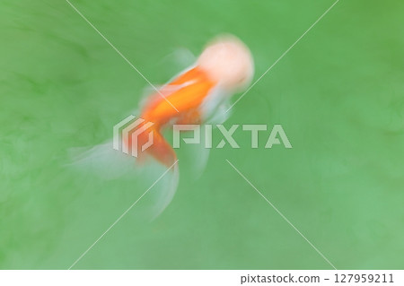 Netherlands lion head 127959211