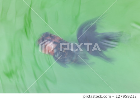 Azuma Nishiki 127959212