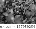 A monochrome photo of a snake peeking out from the grass 127959254