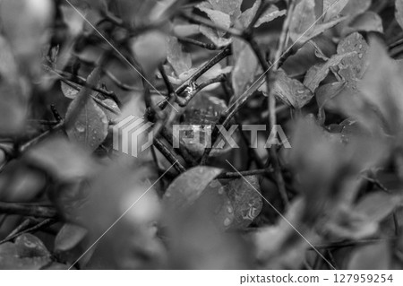 A monochrome photo of a snake peeking out from the grass 127959254