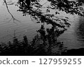 Monochrome photo of trees reflected in a pond 127959255
