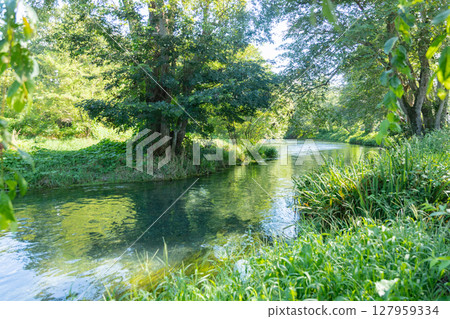<安曇野>大王山葵農場的水車和美麗溪流的壯麗景色 127959334