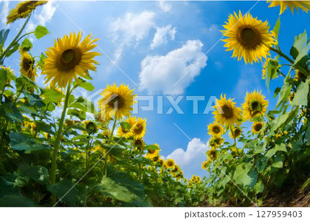 夏日天空下盛開的向日葵田 夏日天空下盛開的向日葵田 127959403