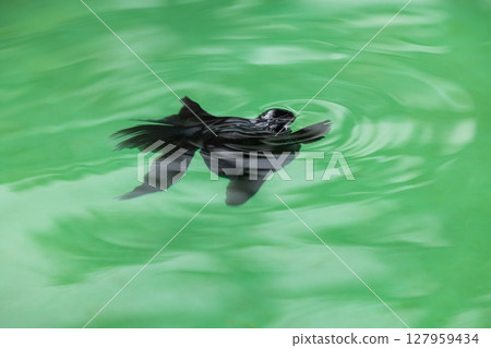 Black Demekin (Kuro Demekin) 127959434