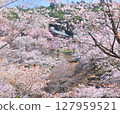 Yoshino Cherry Blossoms 2025 127959521