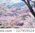 Yoshino Cherry Blossoms 2025 127959524