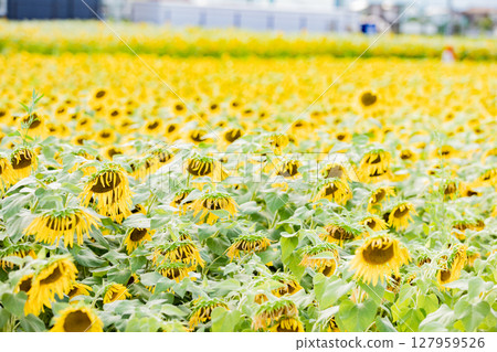 <安曇野>新村向日葵田：松本大學正門旁的向日葵田 127959526