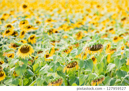 <安曇野>新村向日葵田:松本大學正門旁的向日葵田 <安曇野>新村向日葵田:松本大學正門旁的向日葵田 127959527