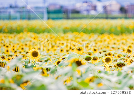 <Azumino> Shinmura Sunflower Field: Sunflower field next to the main gate of Matsumoto University <Azumino> Shinmura Sunflower Field: Sunflower field next to the main gate of Matsumoto University 127959528