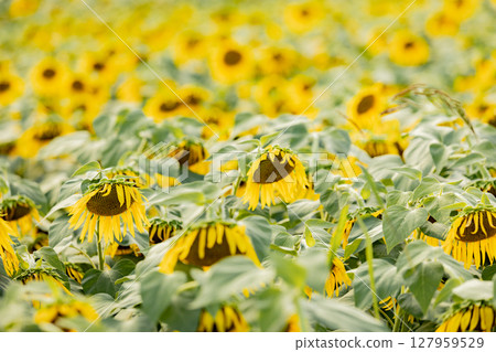 <安曇野>新村向日葵田:松本大學正門旁的向日葵田 <安曇野>新村向日葵田:松本大學正門旁的向日葵田 127959529