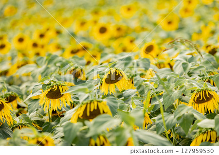 <Azumino> Shinmura Sunflower Field: Sunflower field next to the main gate of Matsumoto University <Azumino> Shinmura Sunflower Field: Sunflower field next to the main gate of Matsumoto University 127959530