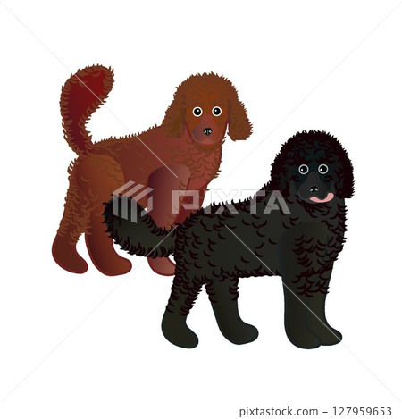 Illustration of two poodles 127959653