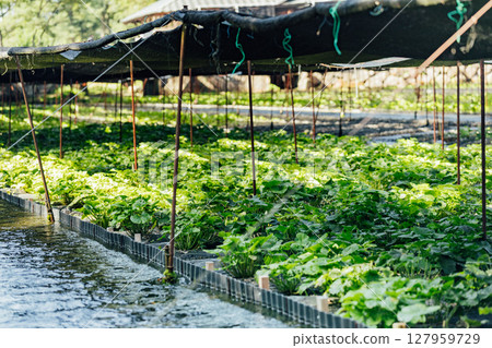 <Azumino> Wasabi fields at Daio Wasabi Farm 127959729