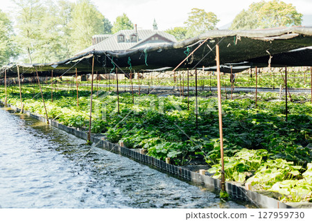 <Azumino> Wasabi fields at Daio Wasabi Farm 127959730