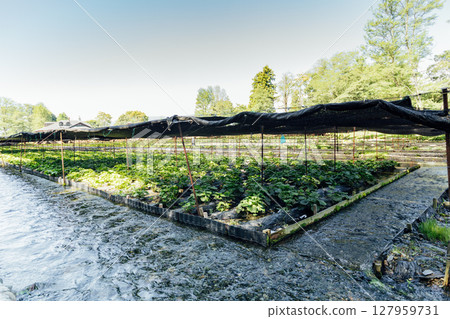 <安曇野> 大王芥末農場的芥末田 127959731