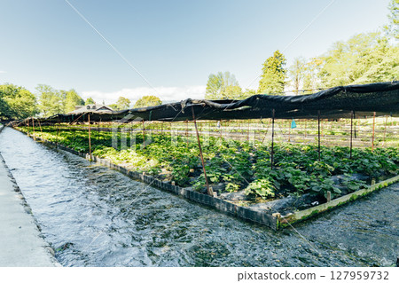 <安曇野> 大王芥末農場的芥末田 <安曇野> 大王芥末農場的芥末田 127959732