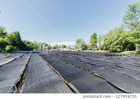 <Azumino> Wasabi fields at Daio Wasabi Farm 127959733