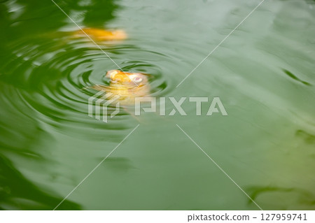 白化病德梅金 127959741