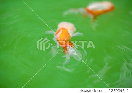 荷蘭獅子頭 荷蘭獅子頭 127959743